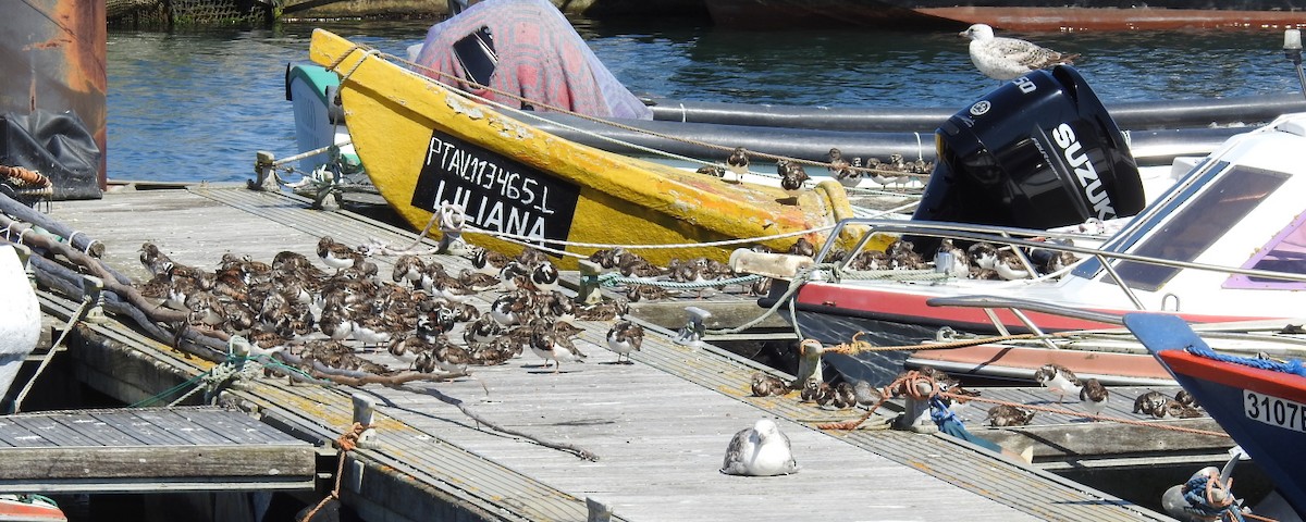 Ruddy Turnstone - Pedro Moreira