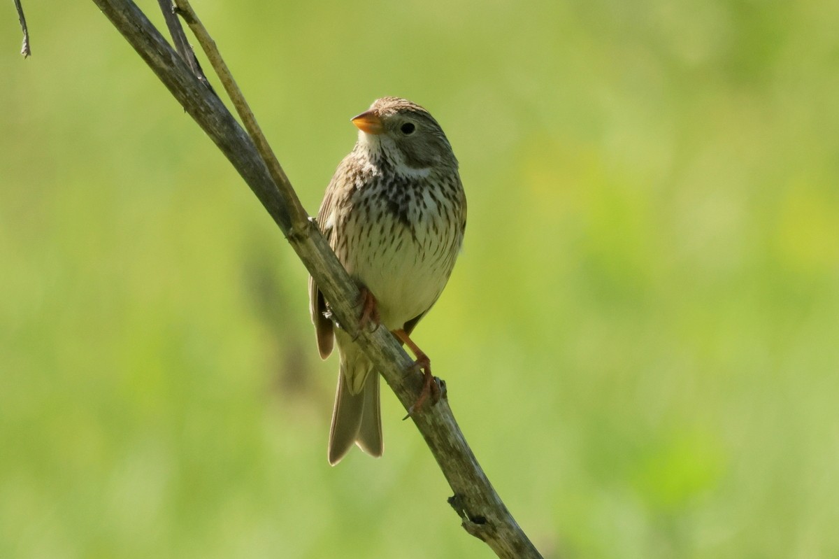 Corn Bunting - Sergey Simonov