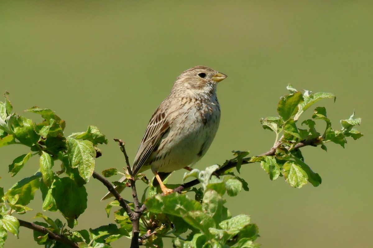 Corn Bunting - Sergey Simonov