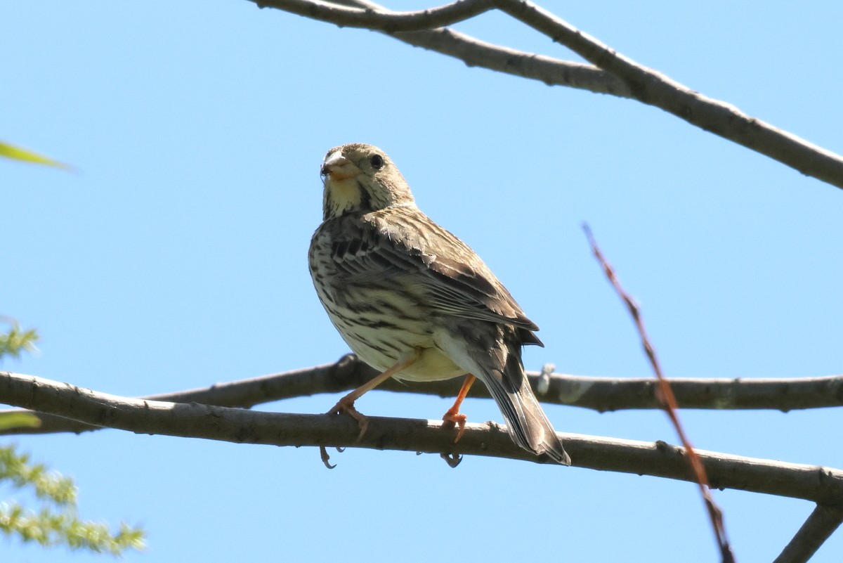 Corn Bunting - Sergey Simonov