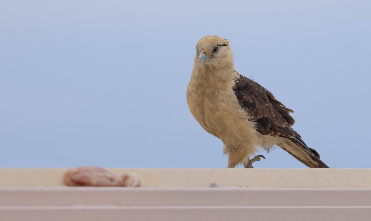 Yellow-headed Caracara - Peter Bedrossian