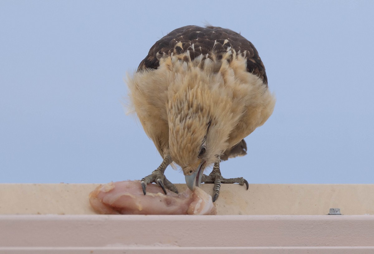 Yellow-headed Caracara - Peter Bedrossian