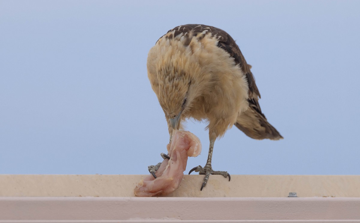 Yellow-headed Caracara - Peter Bedrossian