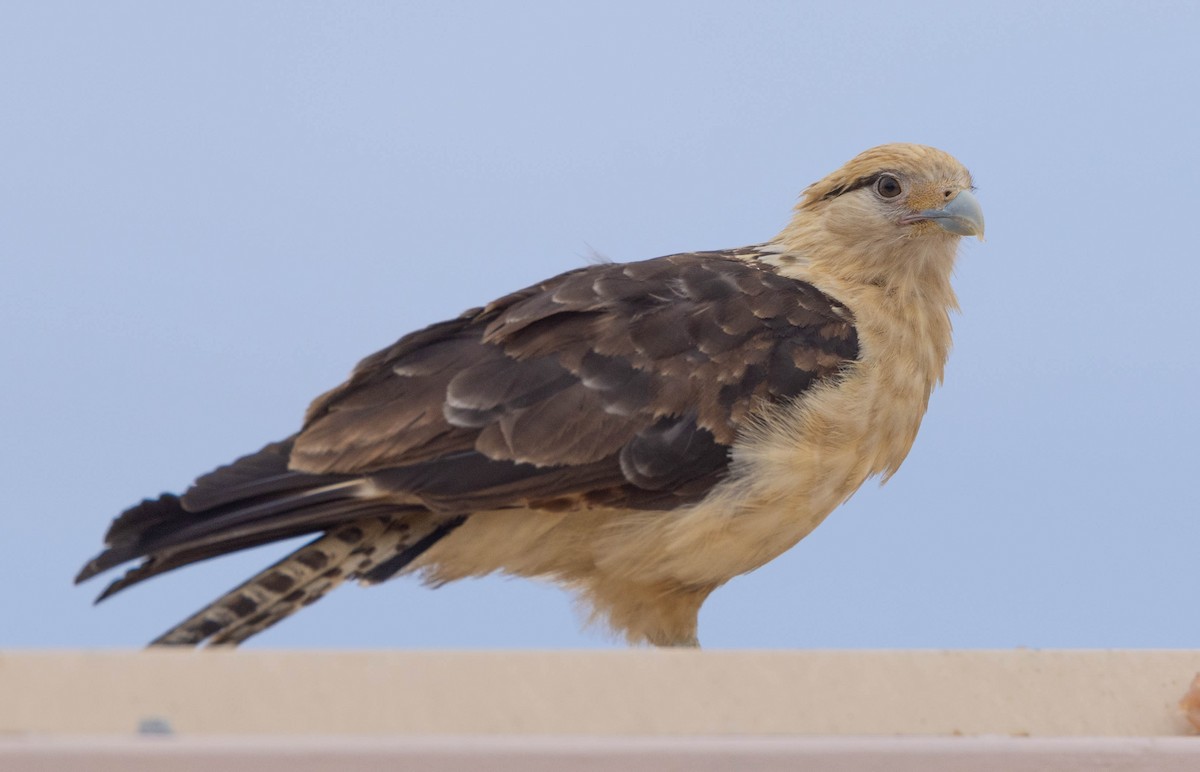 Yellow-headed Caracara - Peter Bedrossian