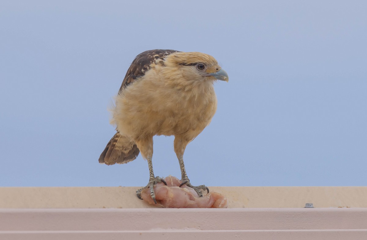 Yellow-headed Caracara - Peter Bedrossian