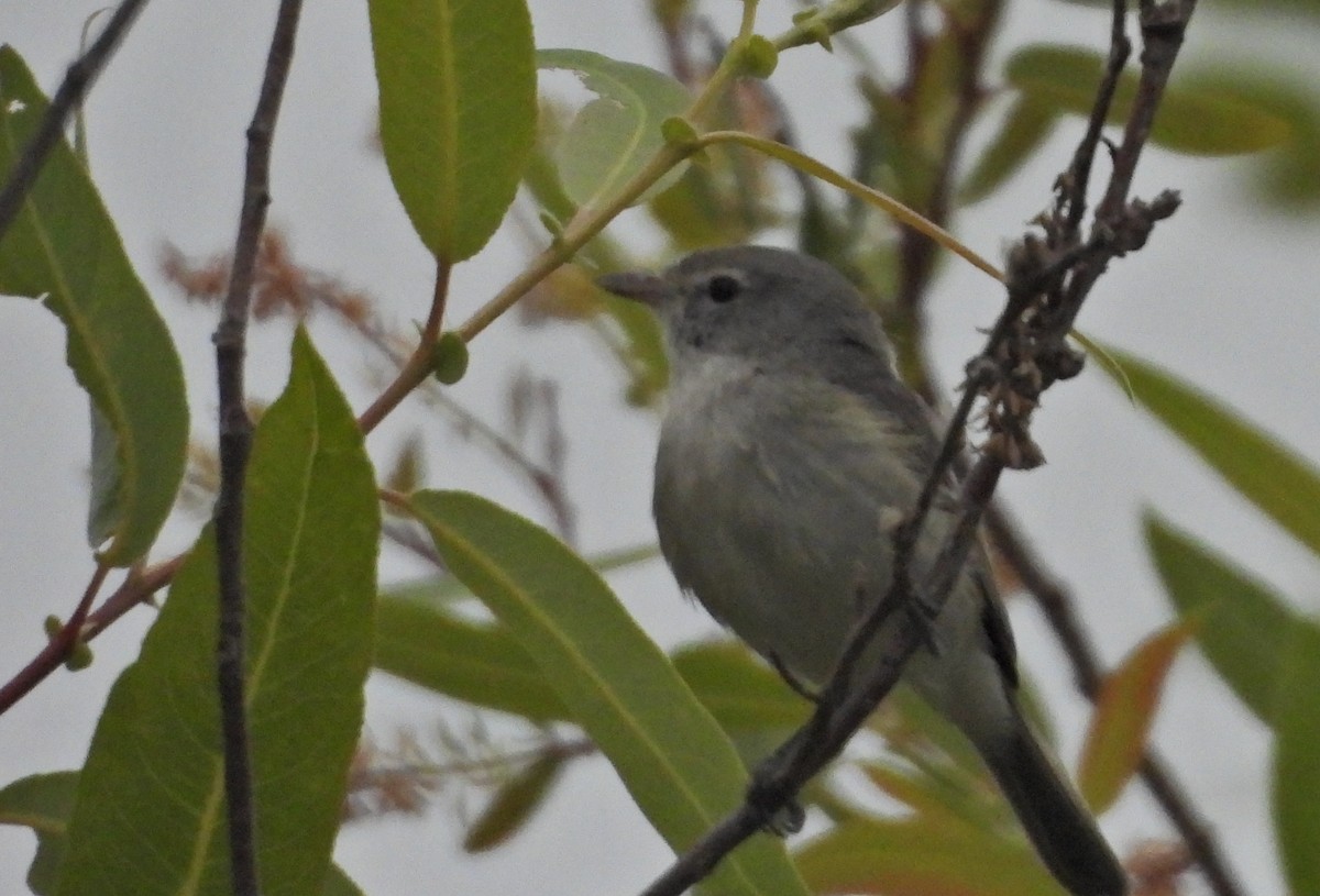 Bell's Vireo (Least) - Forest Chapman
