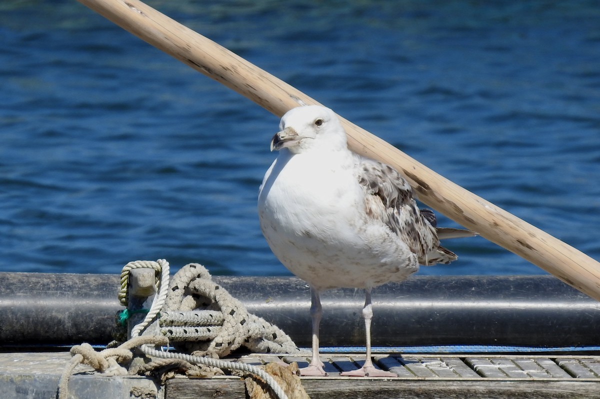 Great Black-backed Gull - Pedro Moreira