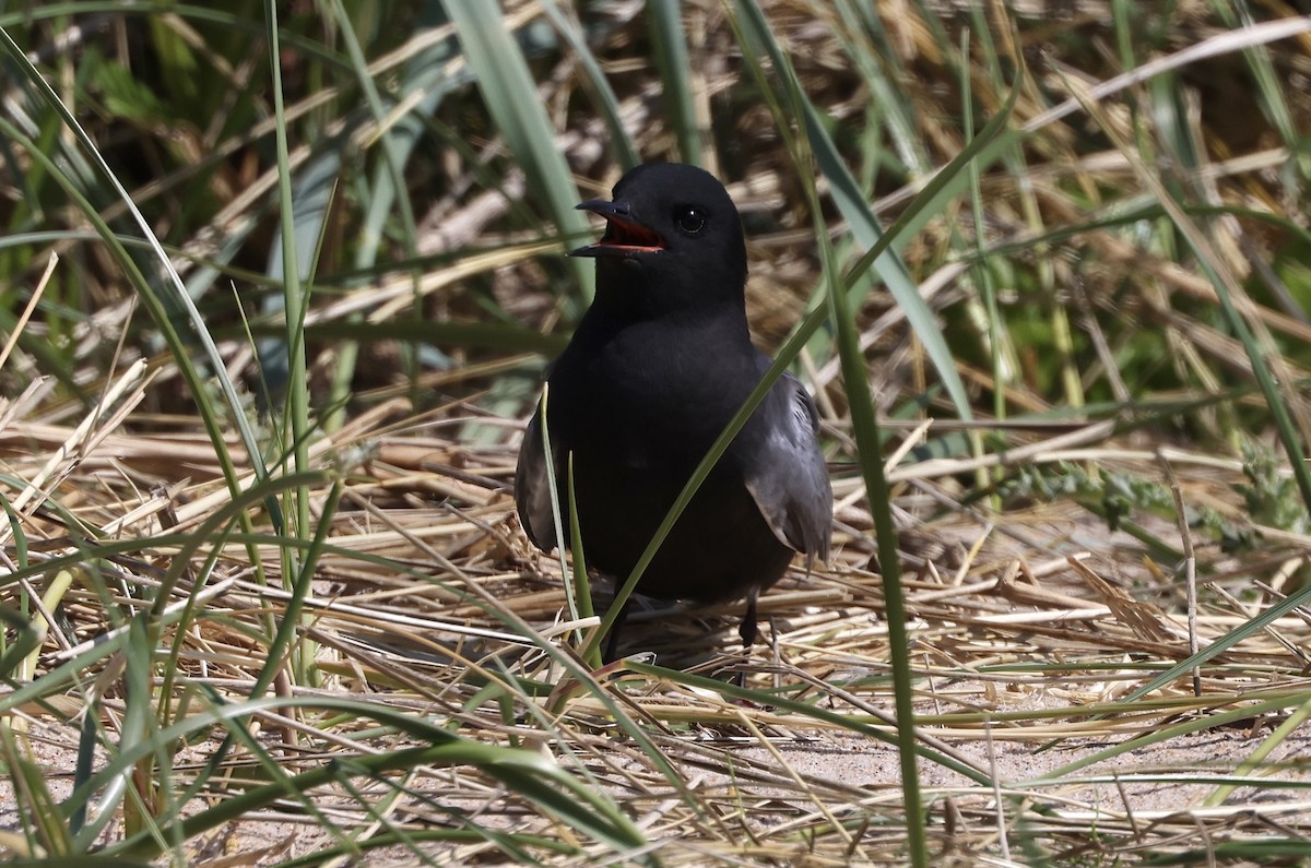 Guifette noire (surinamensis) - ML619572406