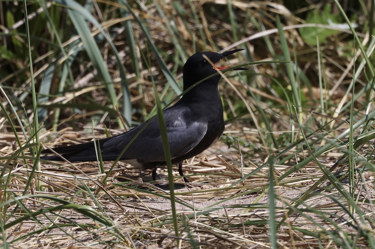 Black Tern (American) - ML619572408