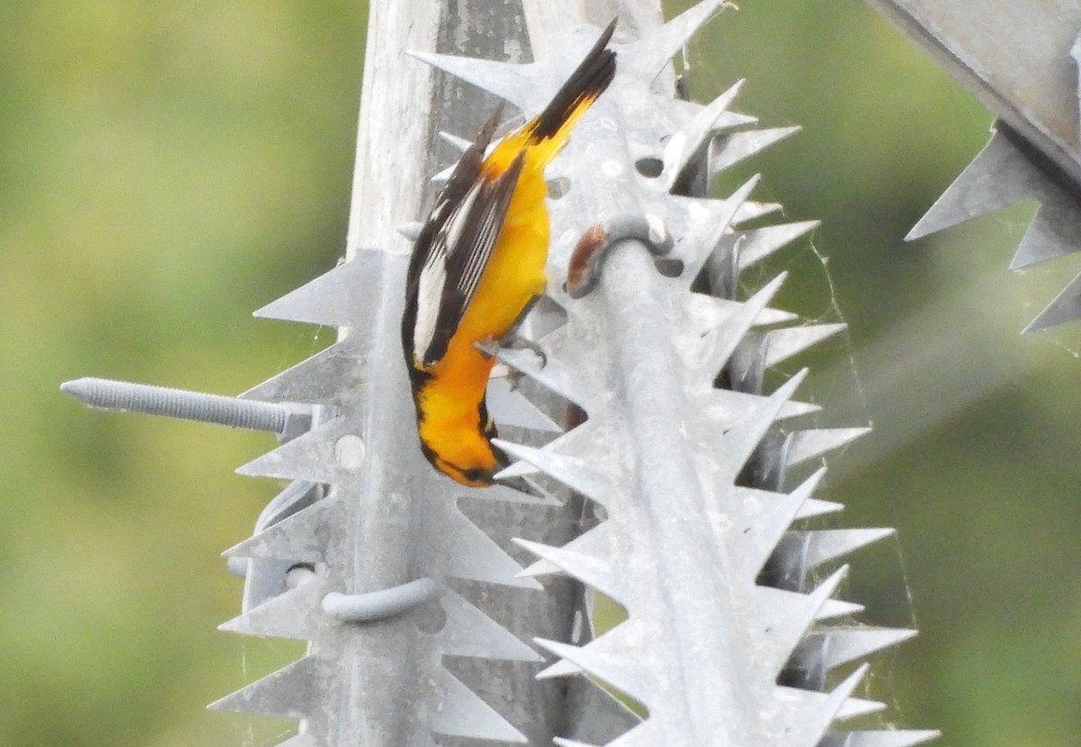 Bullock's Oriole - Forest Chapman