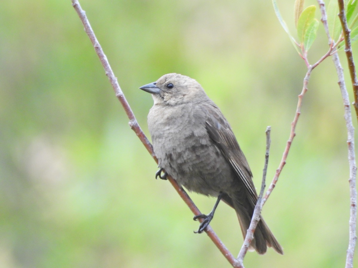 Brown-headed Cowbird - Forest Chapman