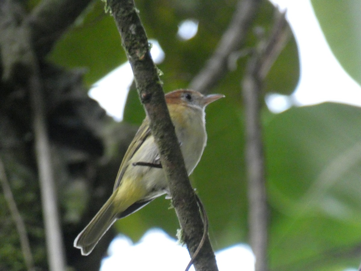 Rufous-naped Greenlet - Cathryn Pritchard