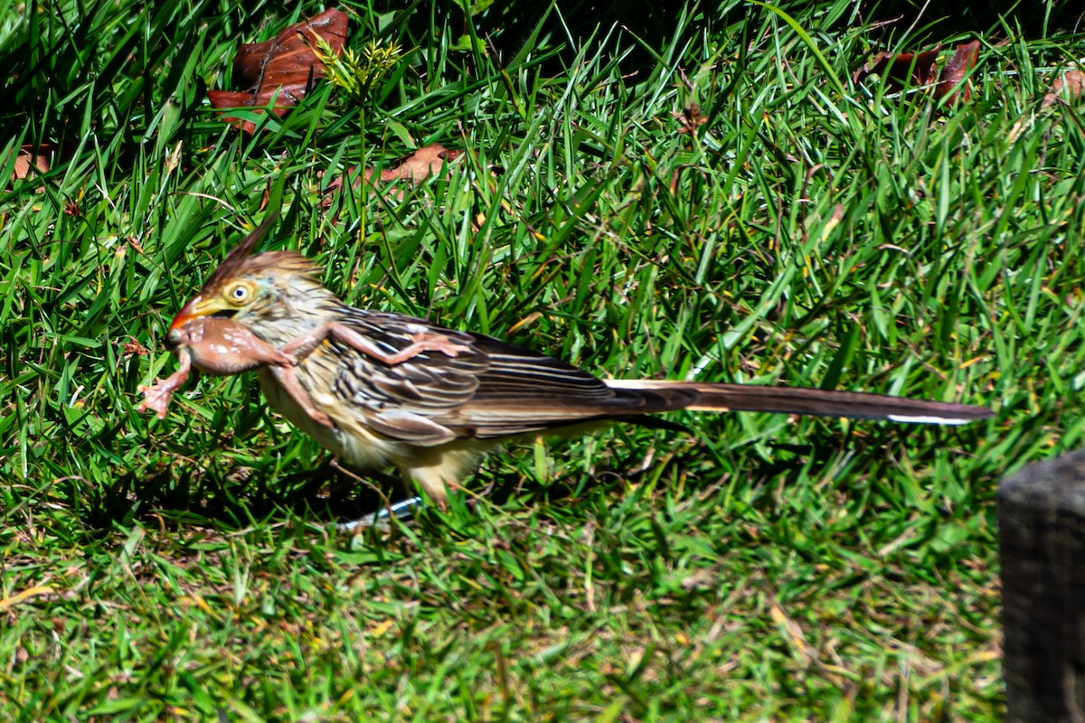 Guira Cuckoo - Kurt Gaskill