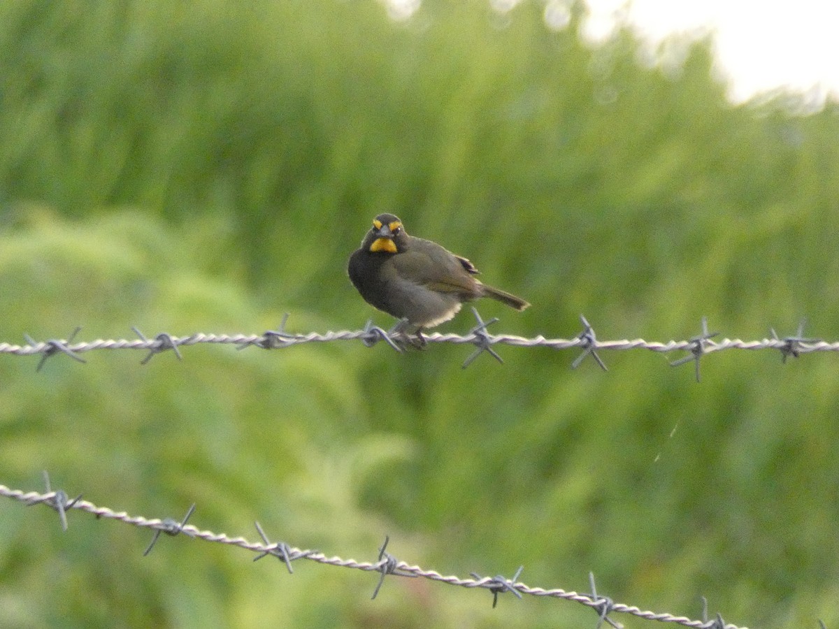 Yellow-faced Grassquit - Cathryn Pritchard