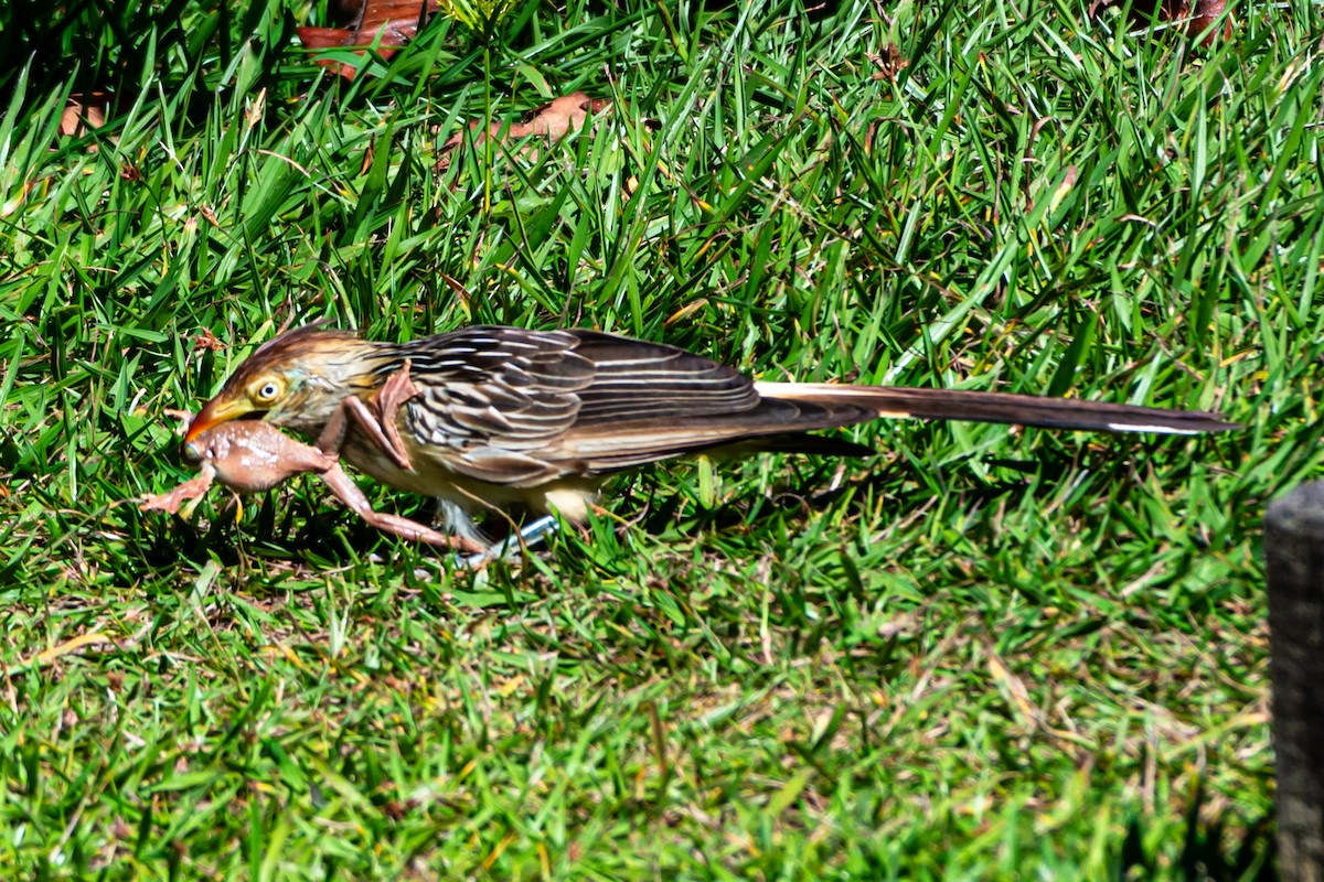 Guira Cuckoo - Kurt Gaskill