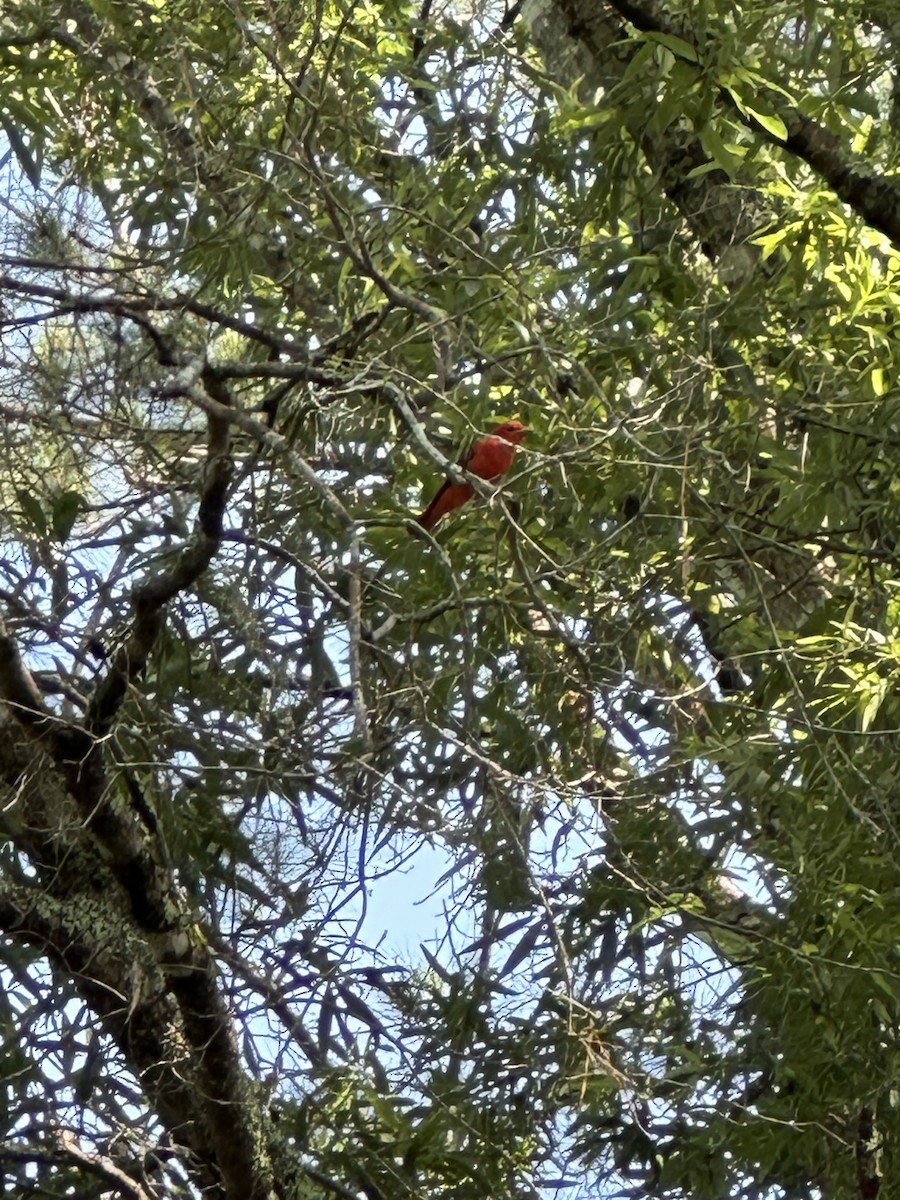 Summer Tanager - Cole Lundquist
