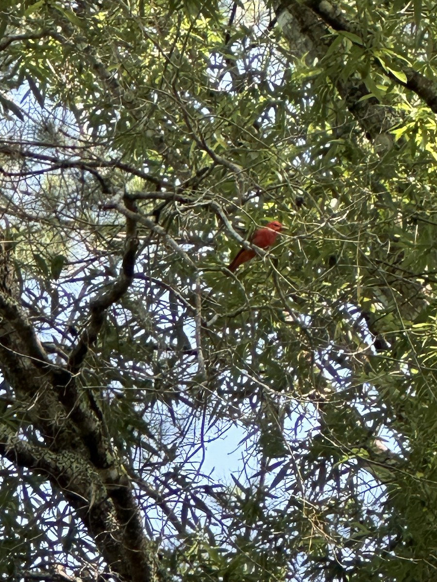 Summer Tanager - Cole Lundquist