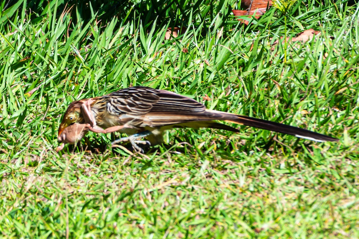 Guira Cuckoo - Kurt Gaskill