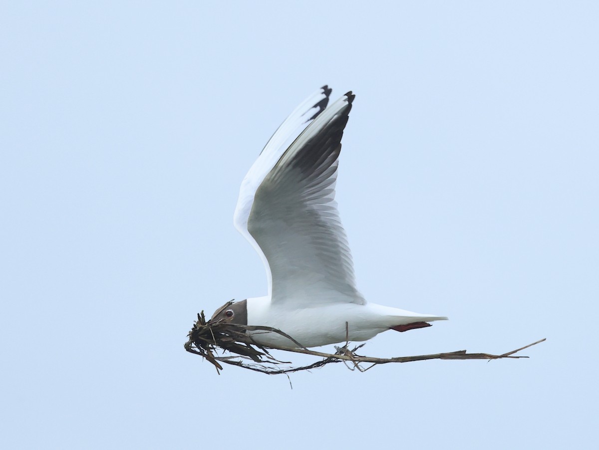 Black-headed Gull - Albert Noorlander