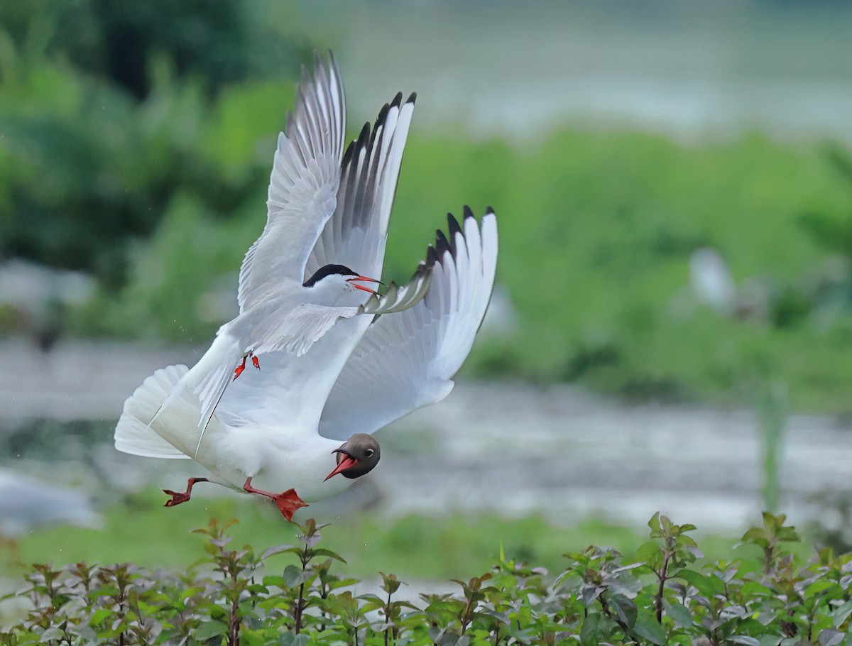 Black-headed Gull - Albert Noorlander