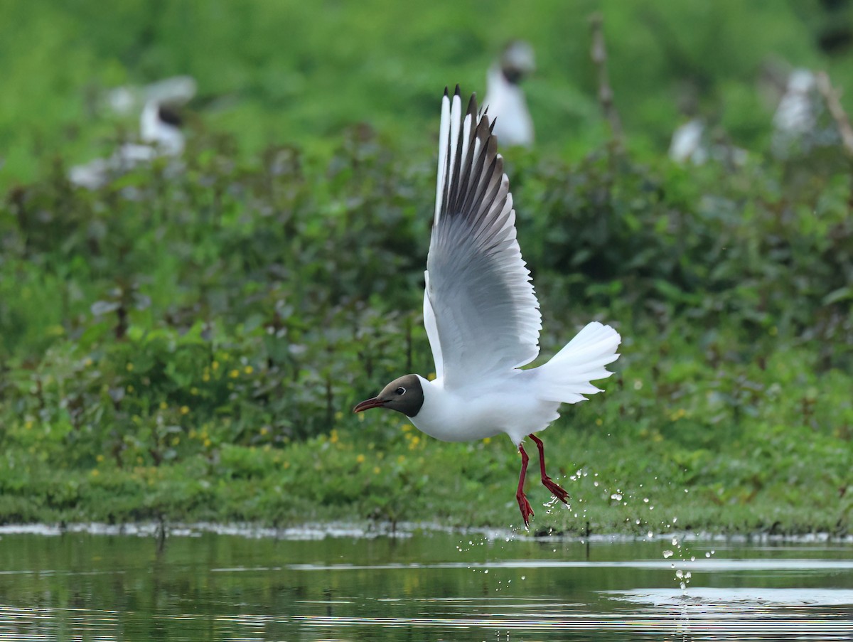 Black-headed Gull - Albert Noorlander