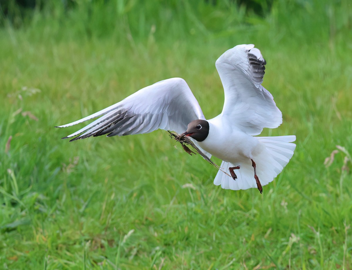 Black-headed Gull - Albert Noorlander