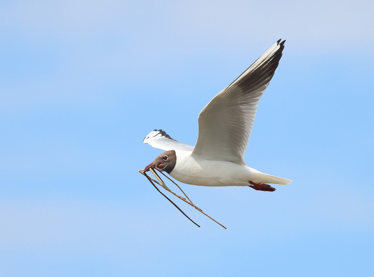 Black-headed Gull - Albert Noorlander