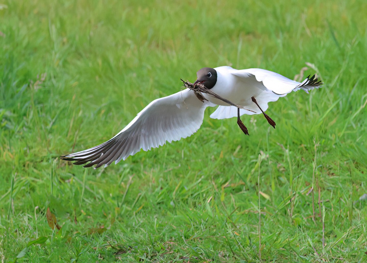 Black-headed Gull - Albert Noorlander