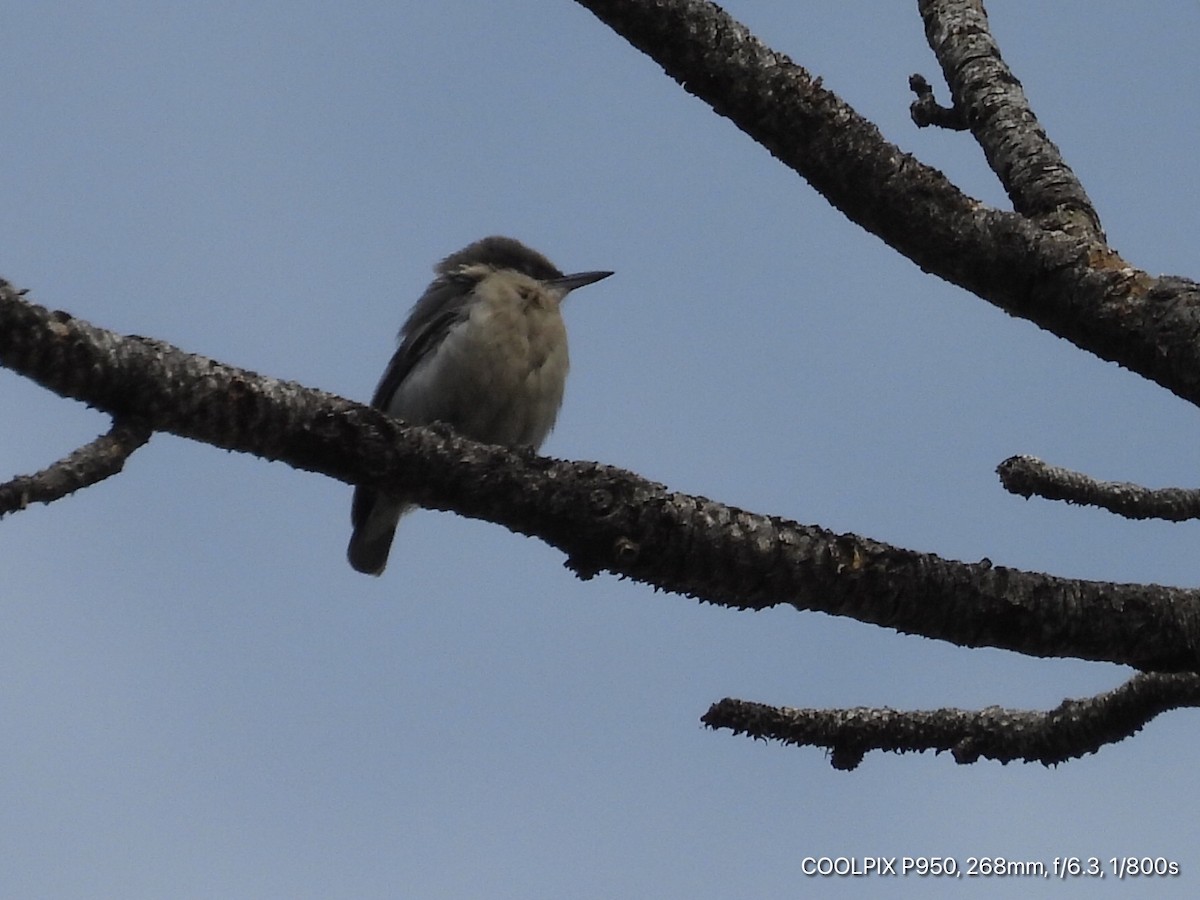 Pygmy Nuthatch - Joyce Michael