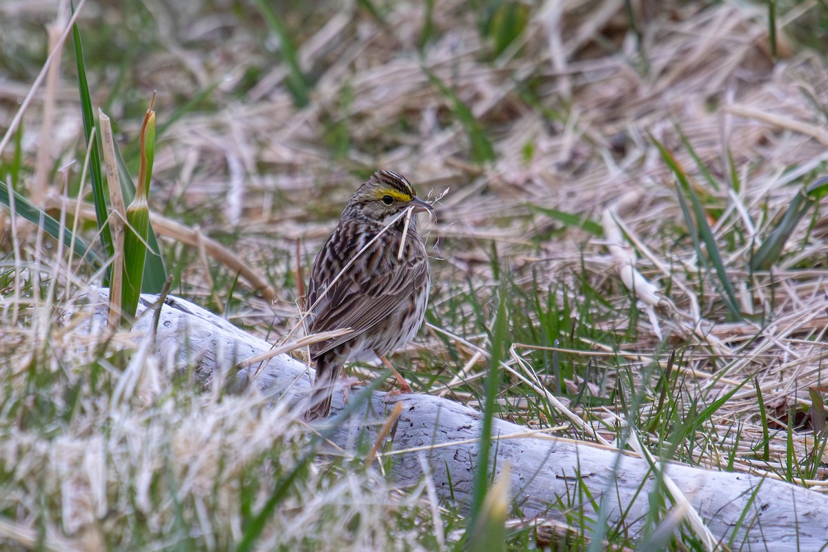 Savannah Sparrow - Robin Corcoran