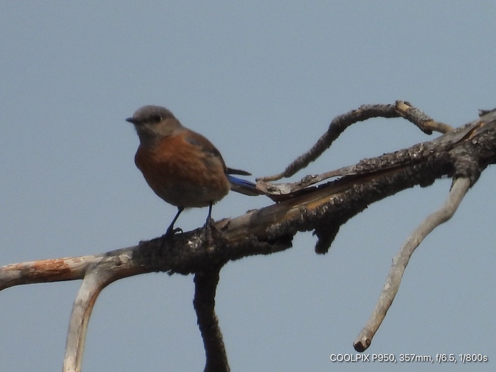 Western Bluebird - Joyce Michael