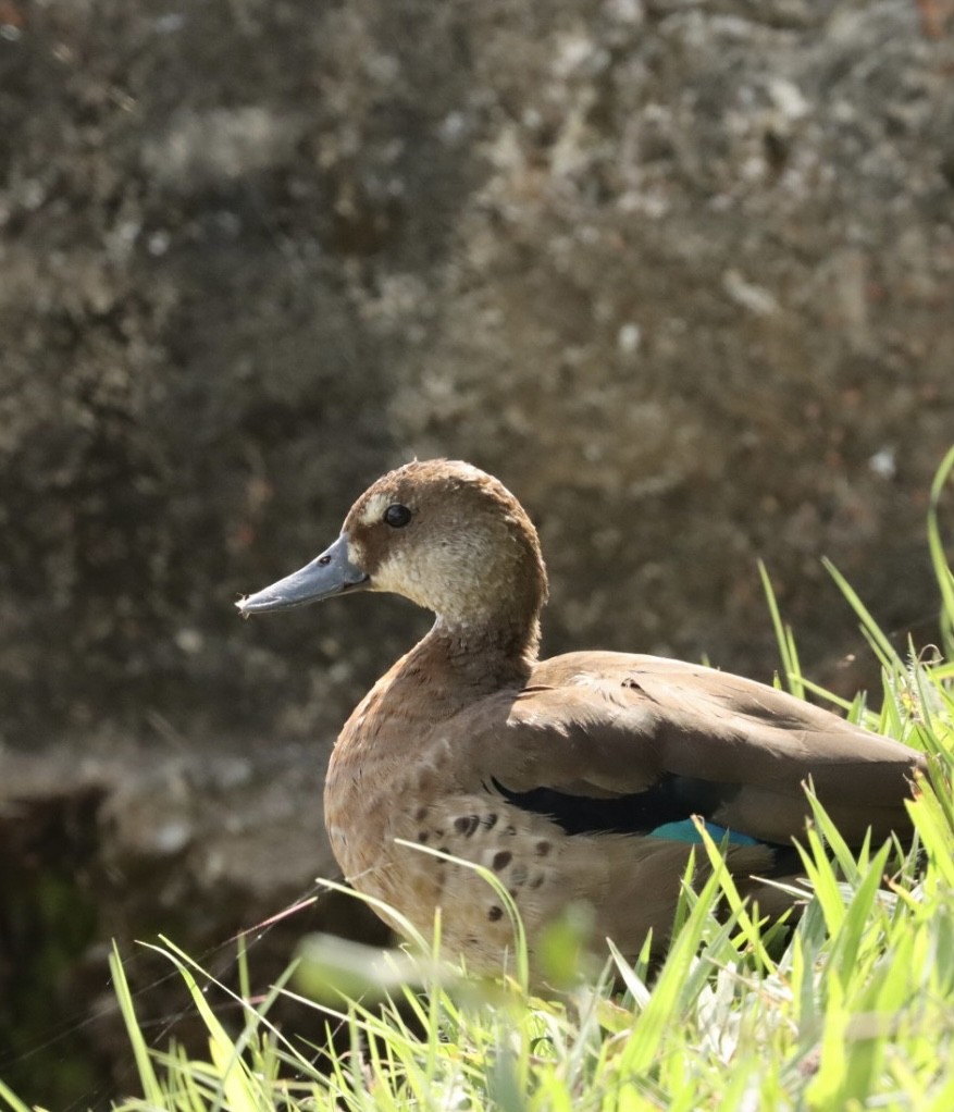 Brazilian Teal - Janaina Souza