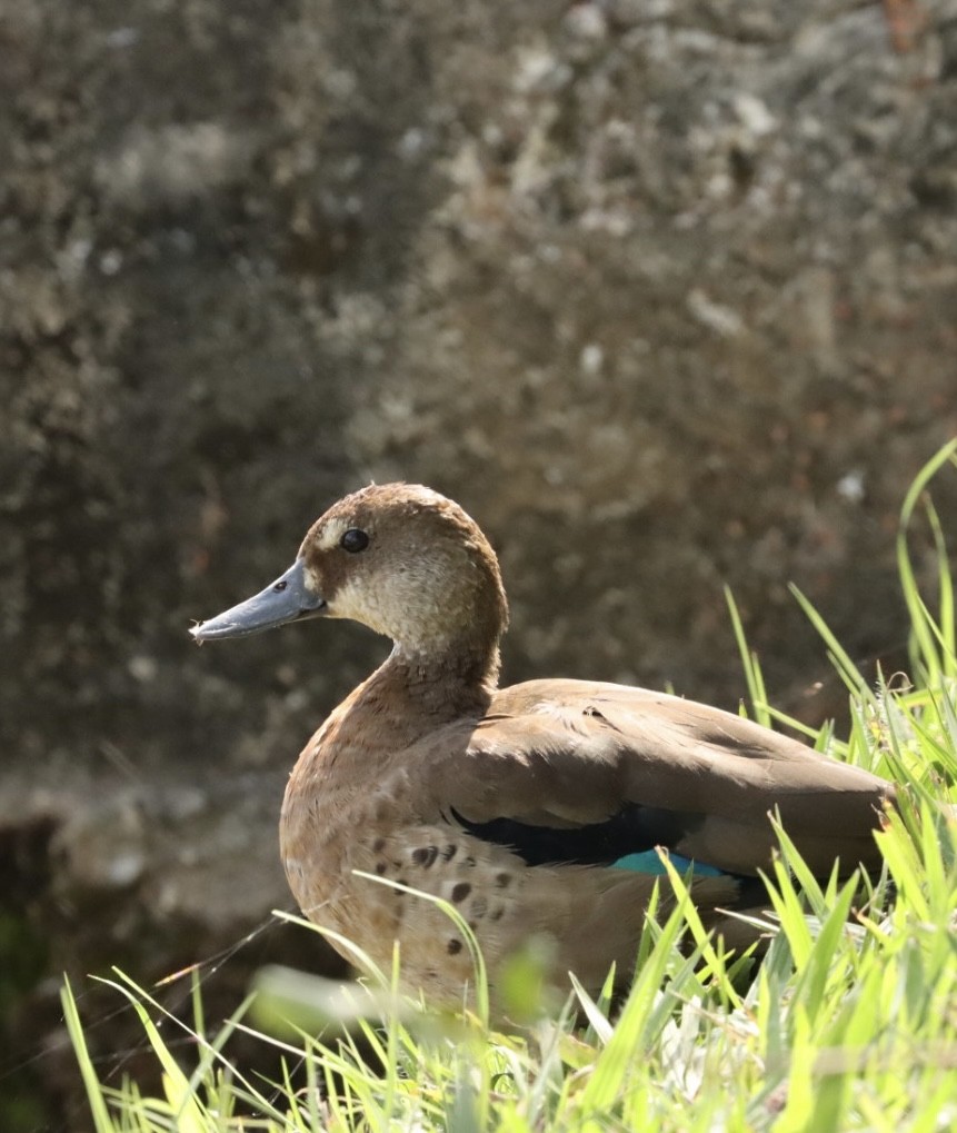 Brazilian Teal - Janaina Souza