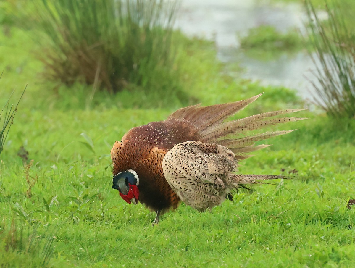 Ring-necked Pheasant - Albert Noorlander