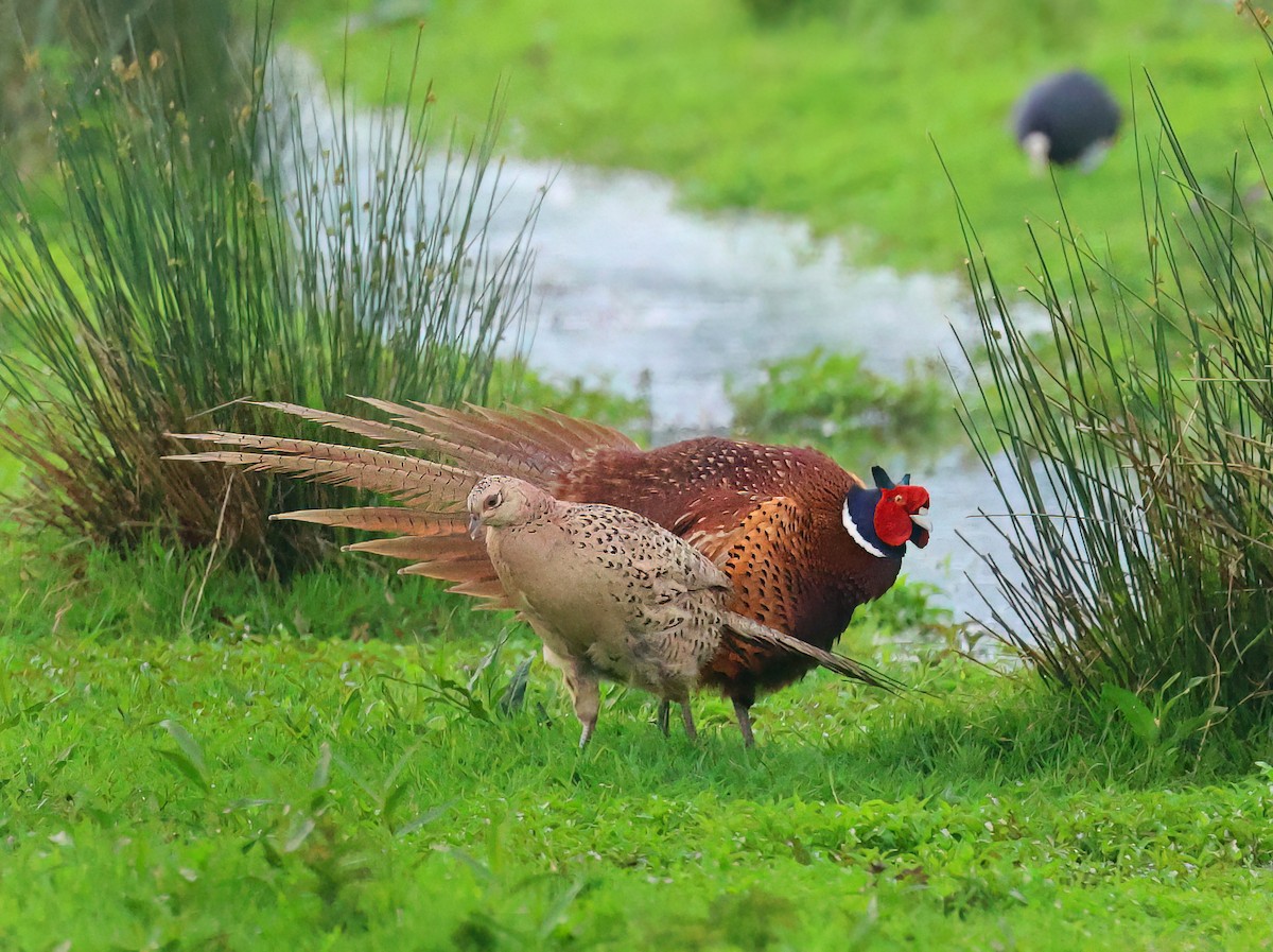 Ring-necked Pheasant - Albert Noorlander