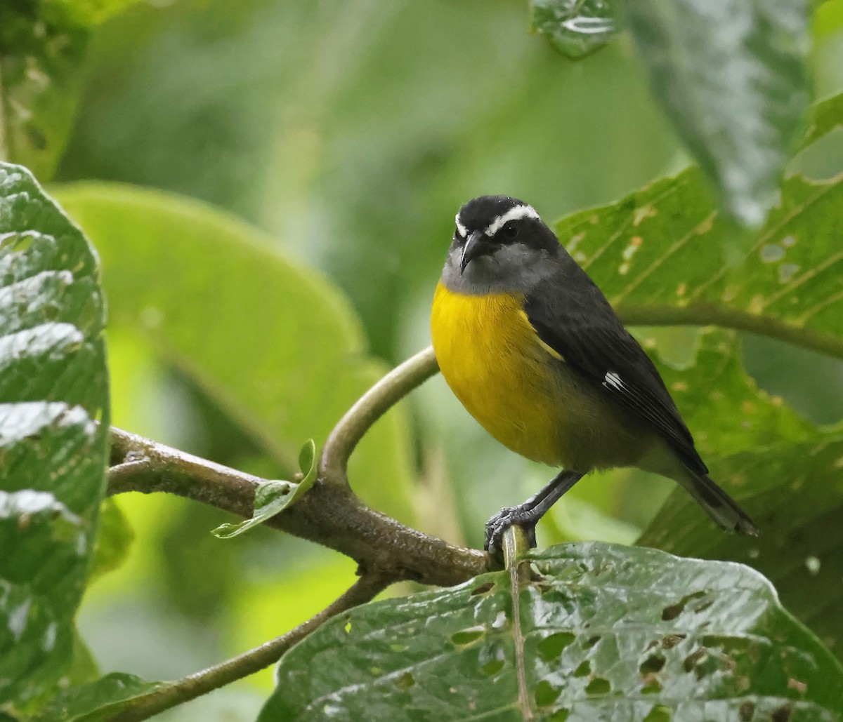 Bananaquit - Michael Smith