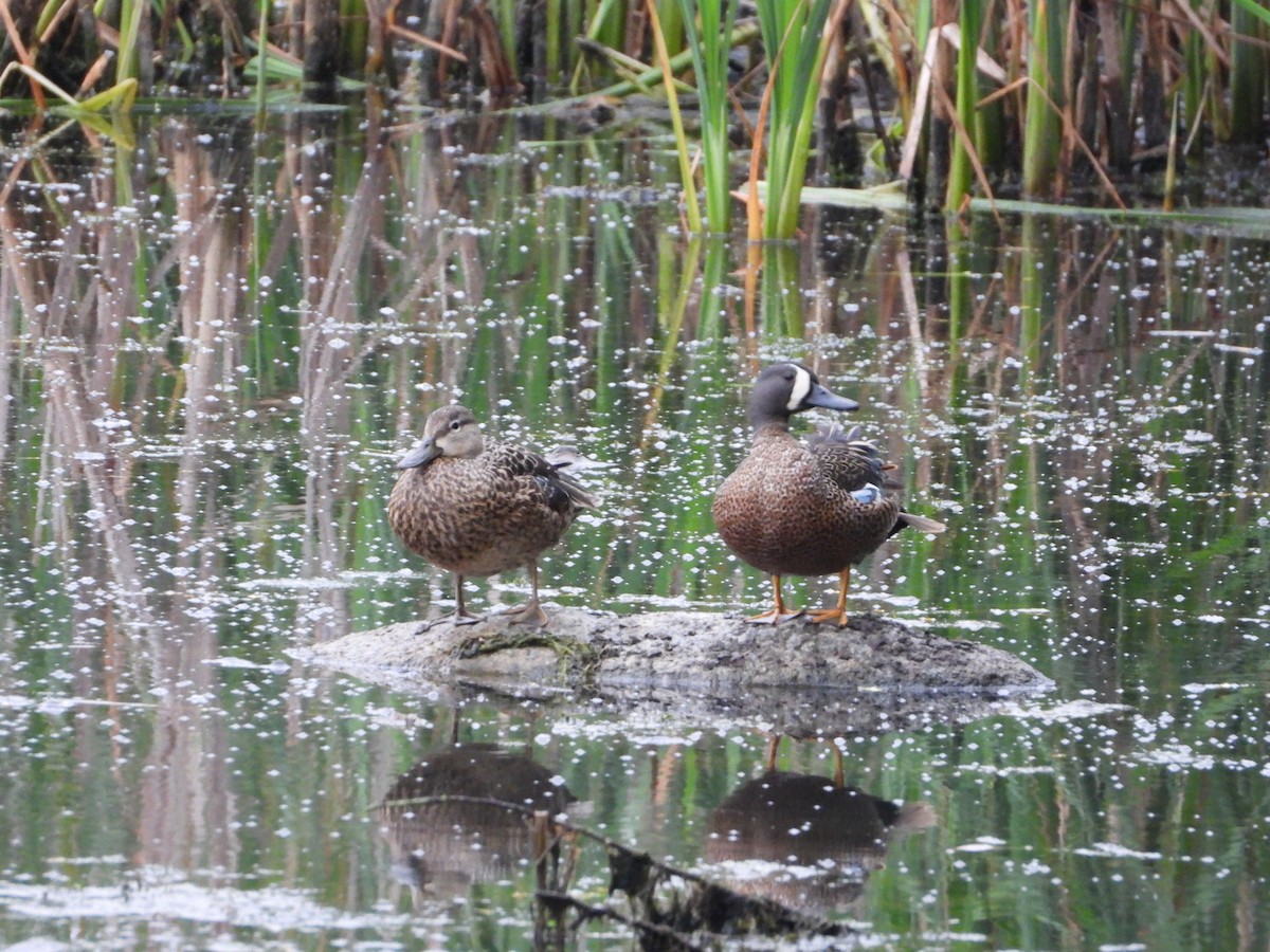 Blue-winged Teal - Laura Brown