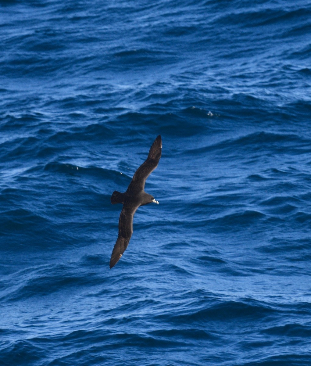 White-chinned Petrel - Win Ahrens