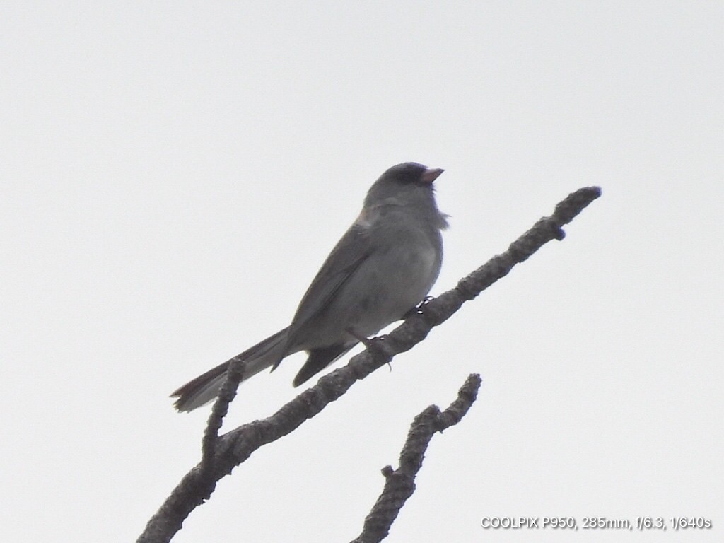 Dark-eyed Junco (Gray-headed) - Joyce Michael