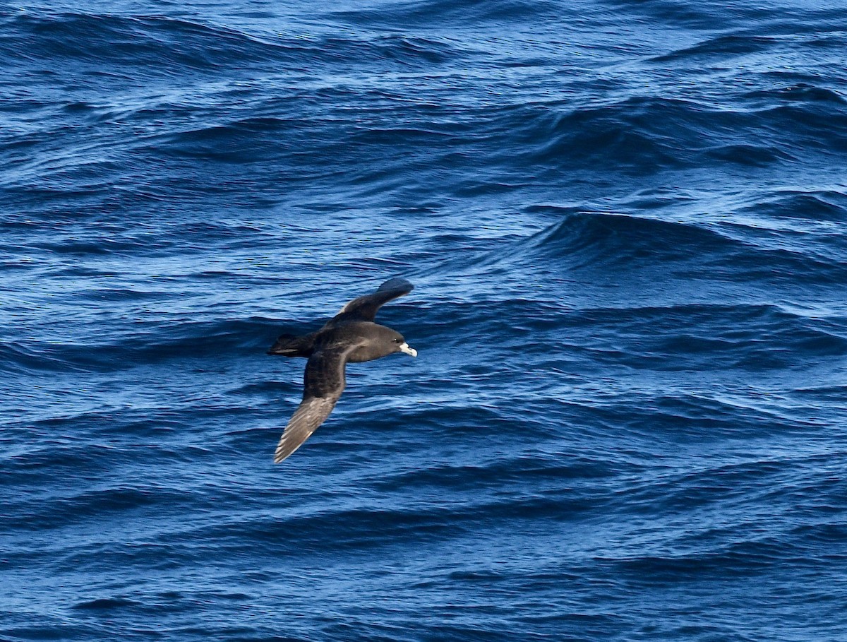 White-chinned Petrel - Win Ahrens