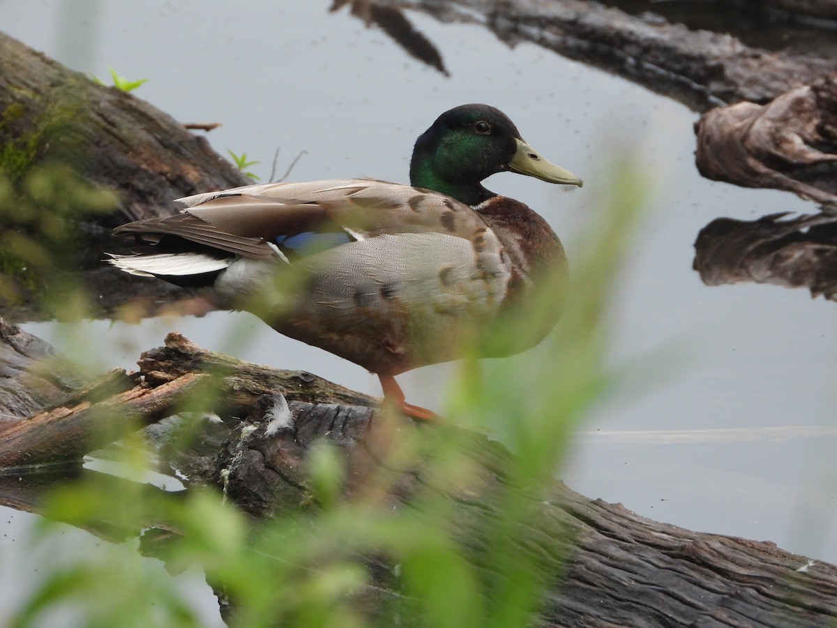 Mallard - Laura Brown