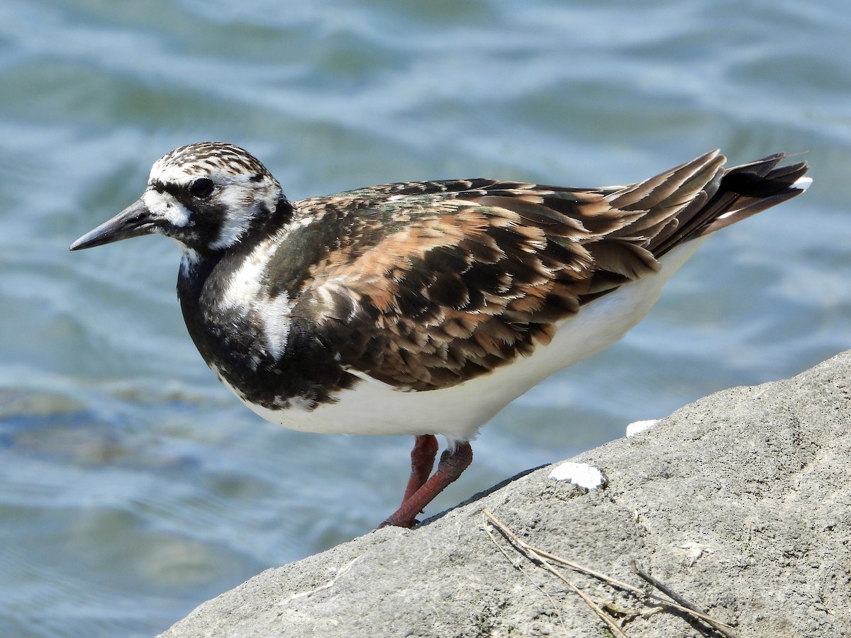 Ruddy Turnstone - ML619572499