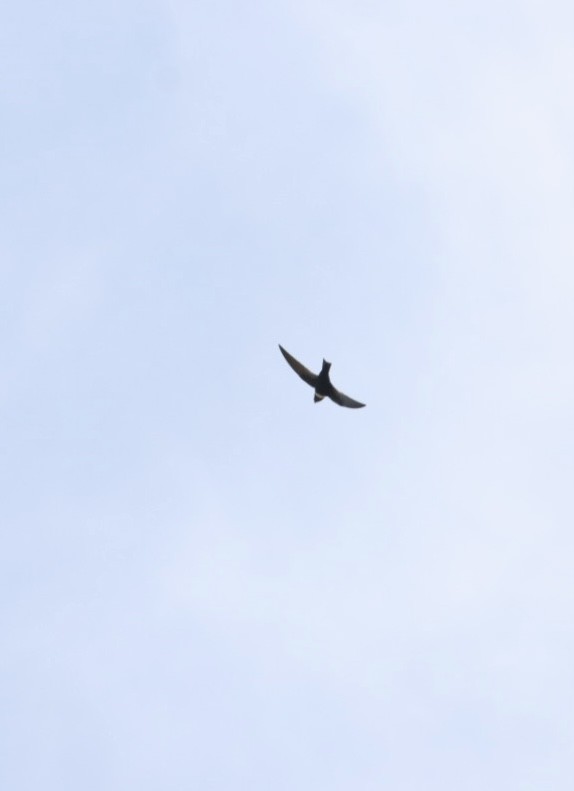 White-collared Swift - Janaina Souza