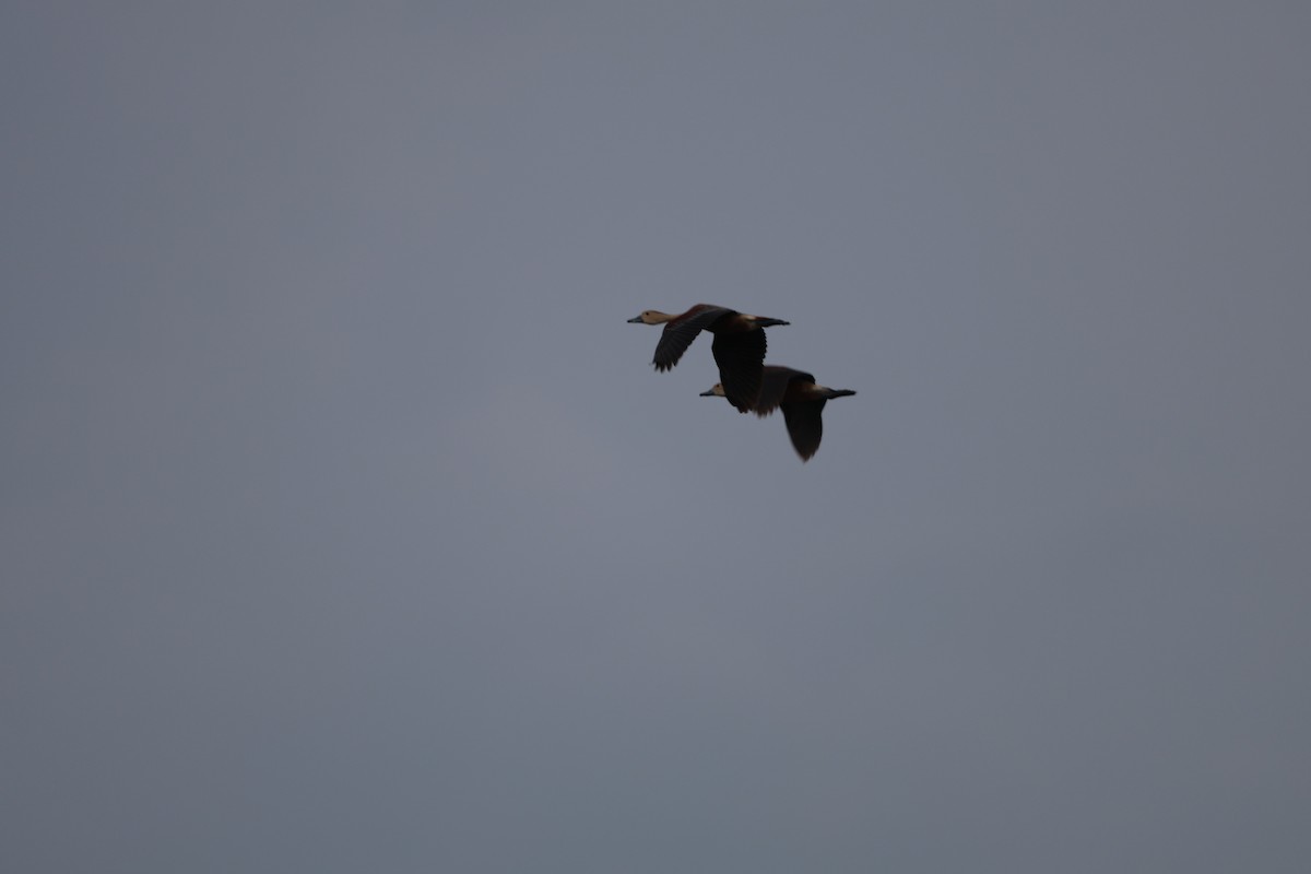 Lesser Whistling-Duck - Aritra Nath