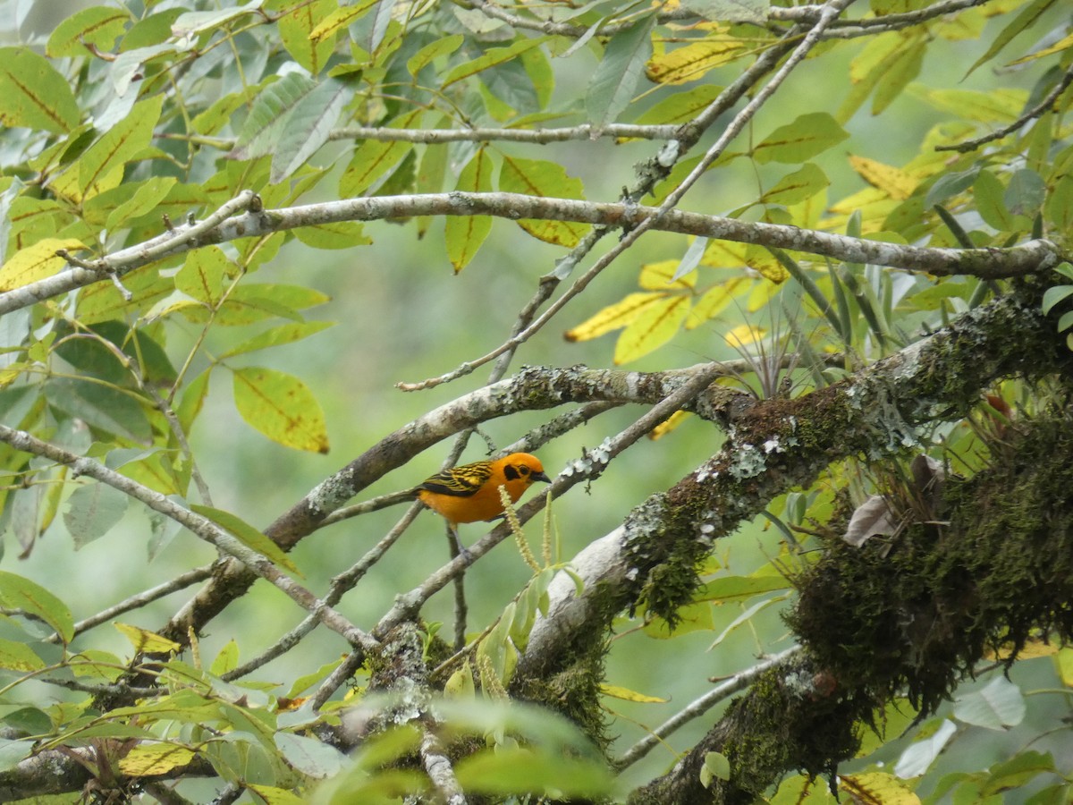 Golden Tanager - Cathryn Pritchard