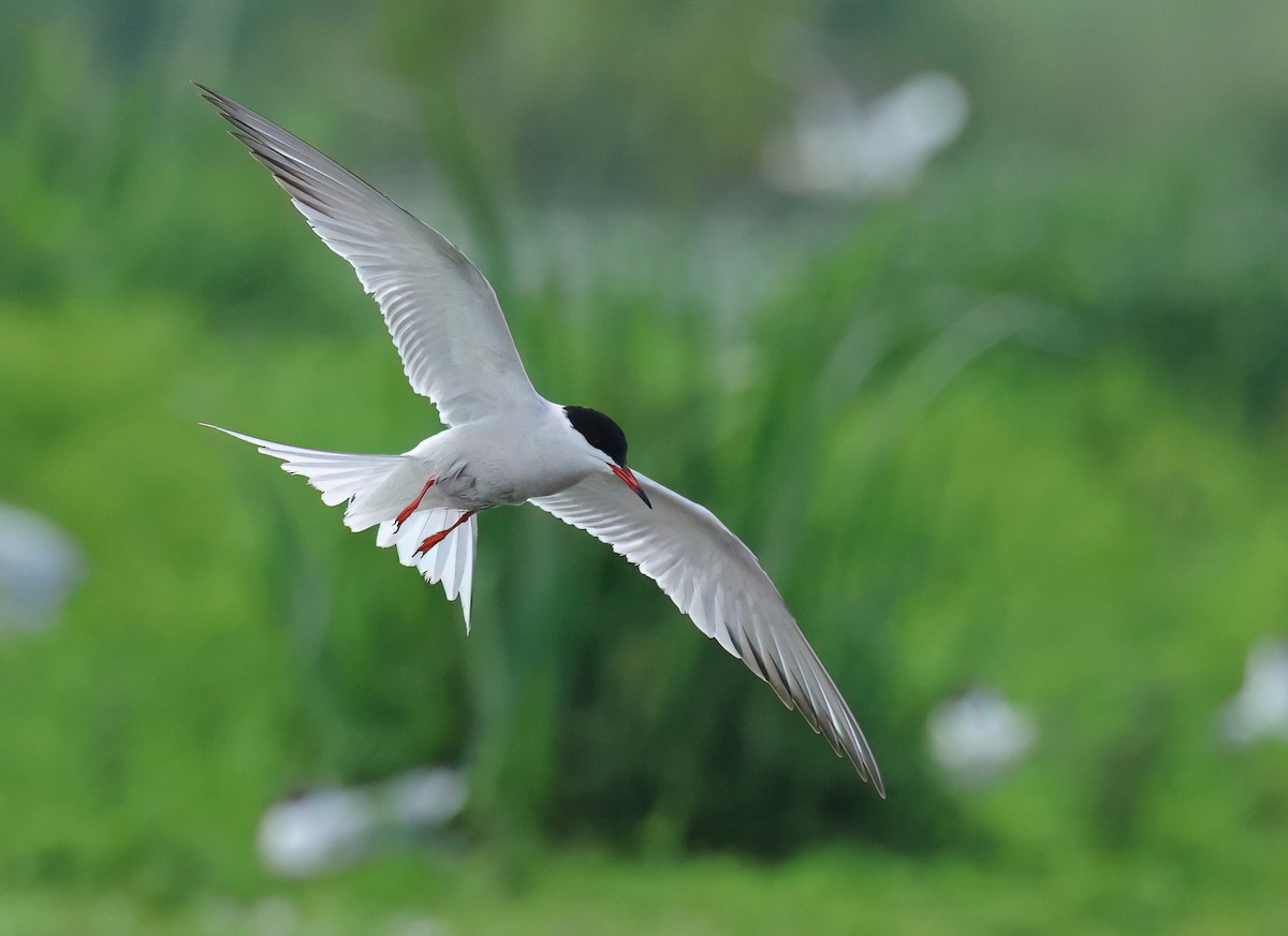 Common Tern - Albert Noorlander