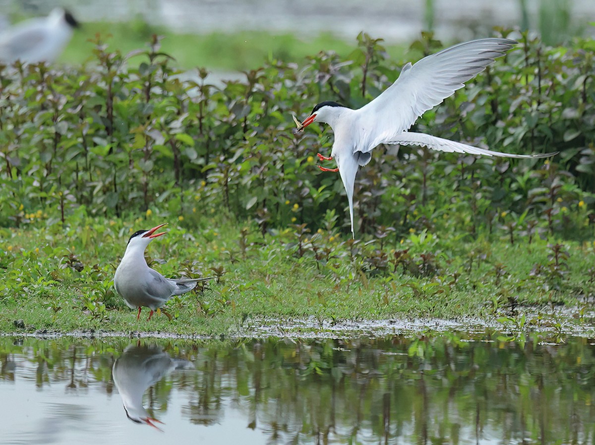 Common Tern - Albert Noorlander