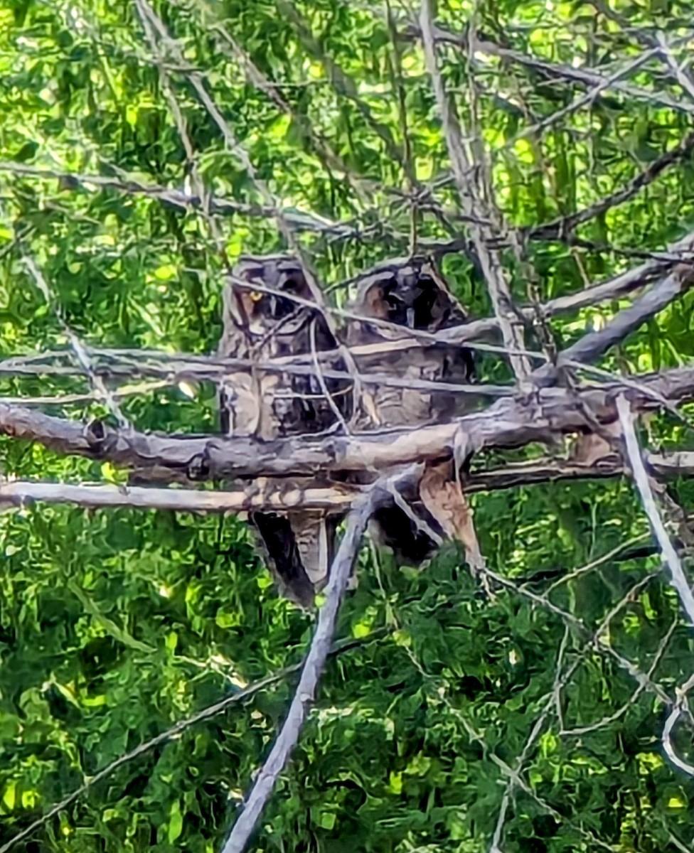 Long-eared Owl - Crystal Leslie