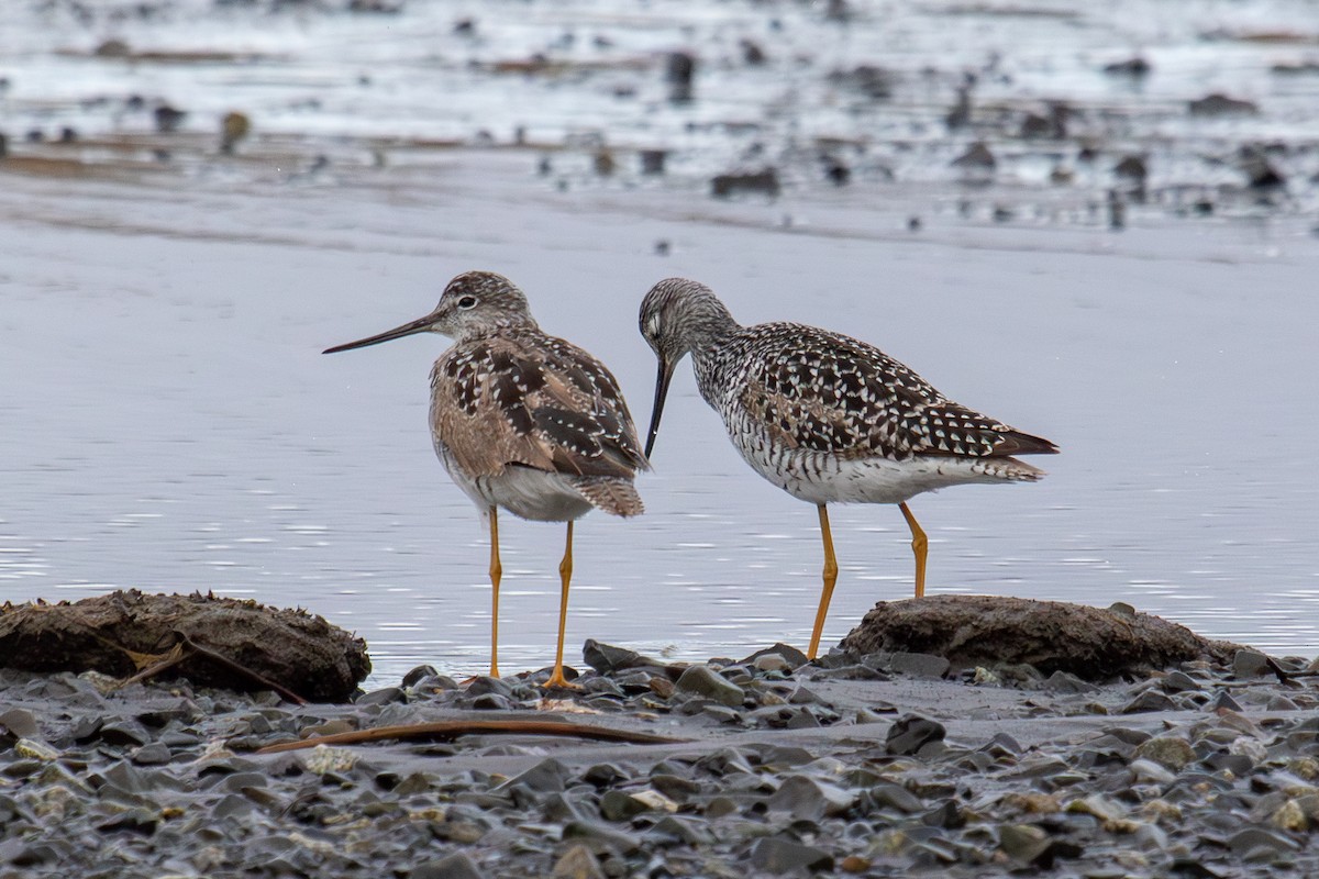 Greater Yellowlegs - ML619572514