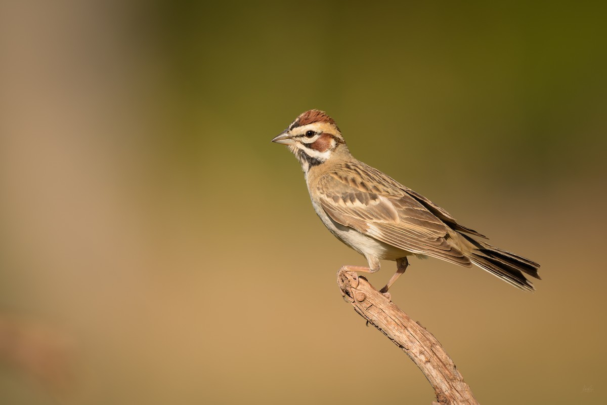 Lark Sparrow - Daniel Grossi